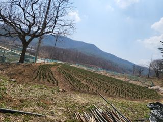 청양 산골꾸찌뽕 님의 자유주제 · 자유게시판 작성글 사진