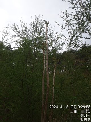 복숭아14303님의 자유주제 · 자유게시판 작성글 사진