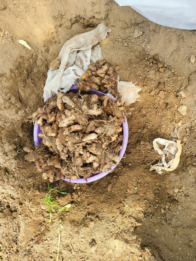 장터 상품 [울금종자    올해는 매진 되었네요 ] 썸네일