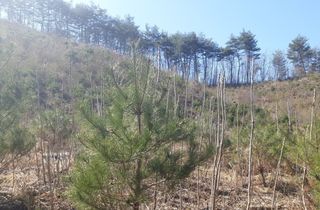 복숭아14303님의 자유주제 · 자유게시판 작성글 사진