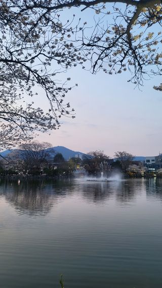 낙엽교목류22168님의 자유주제 · 사진전 작성글 사진