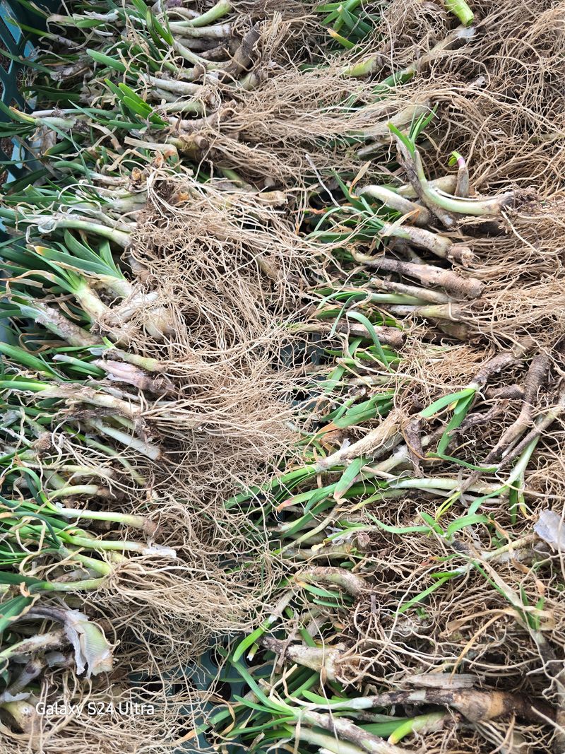 약초원 김종군님의 장터 판매 상품 [두메부추 종근.모종 판매] 첨부 사진