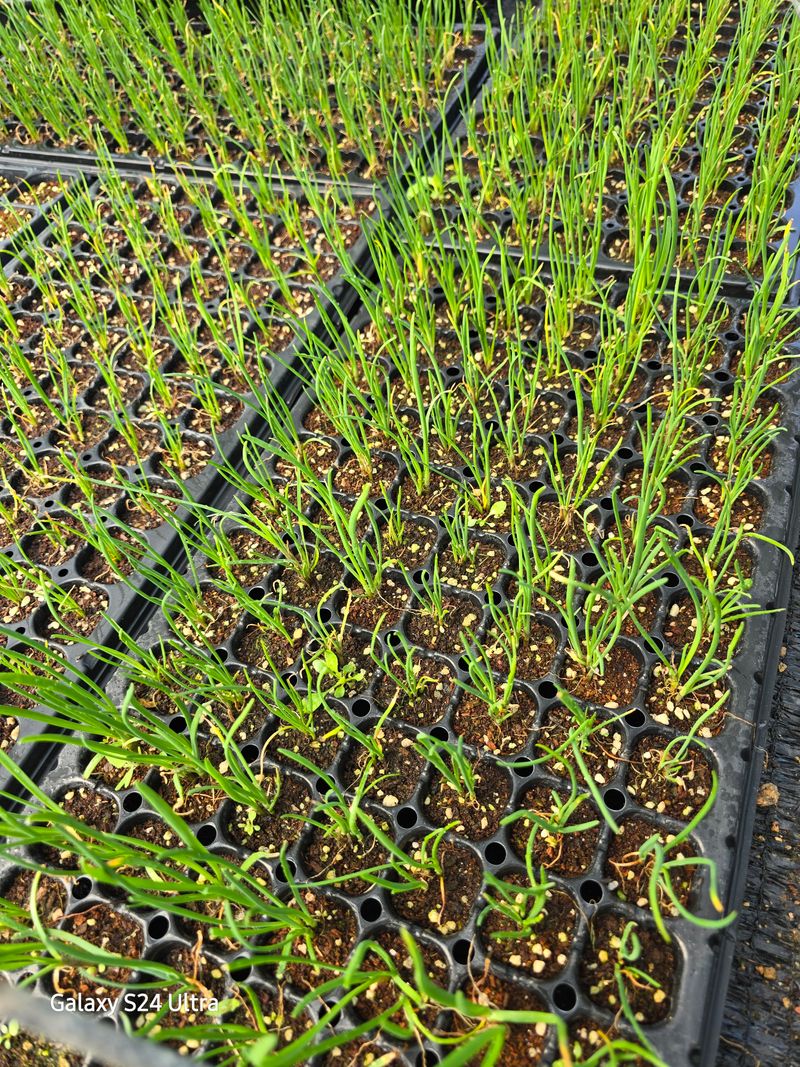 약초원 김종군님의 장터 판매 상품 [두메부추 종근.모종 판매] 첨부 사진