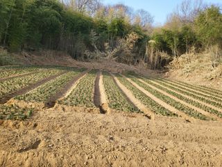 청양 산골꾸찌뽕 님의 자유주제 · 자유게시판 작성글 사진