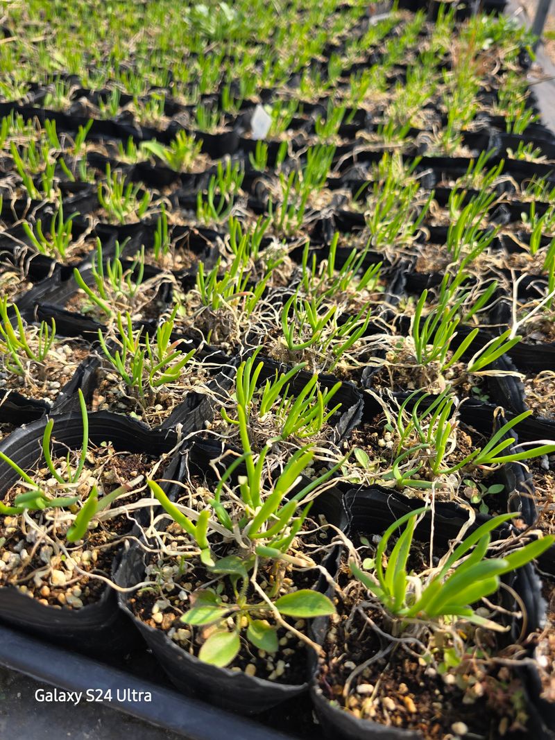 약초원 김종군님의 장터 판매 상품 [두메부추 종근.모종 판매] 첨부 사진