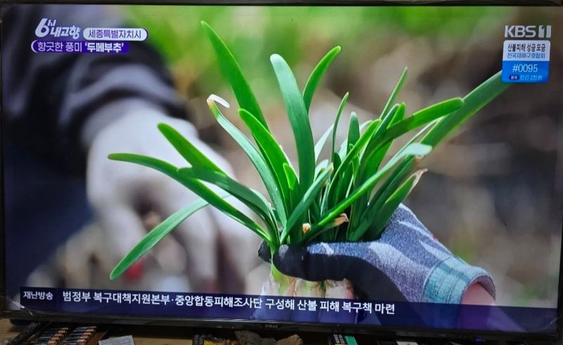 약초원 김종군님의 장터 판매 상품 [두메부추 종근.모종 판매] 첨부 사진