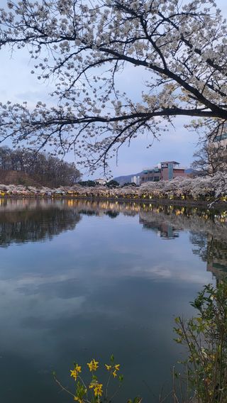 낙엽교목류22168님의 자유주제 · 사진전 작성글 사진