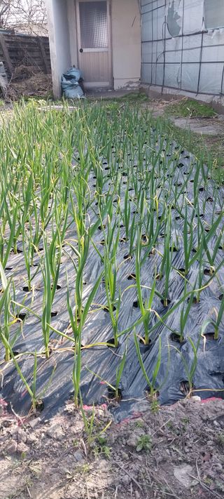 주말 텃밭 농부님의 자유주제 · 자유게시판 작성글 사진