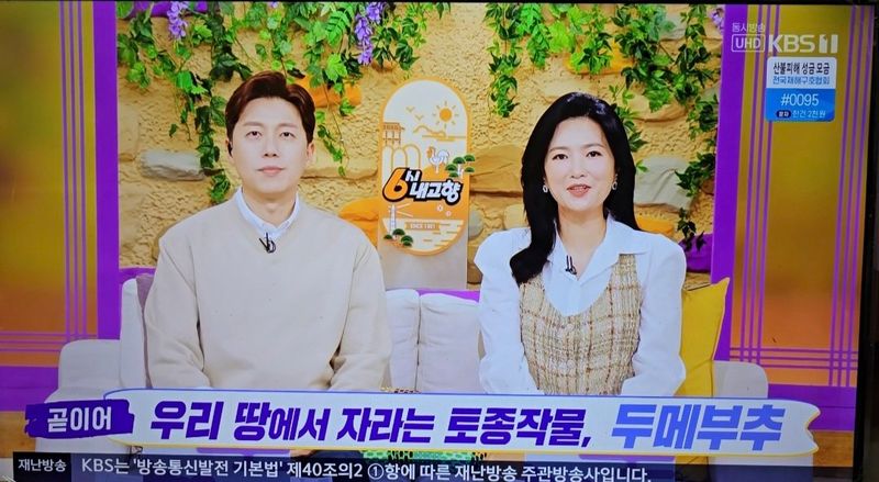 약초원 김종군님의 장터 판매 상품 [두메부추 종근.모종 판매] 첨부 사진