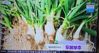 약초원 김종군님의 작성글 사진