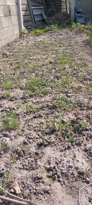 주말 텃밭 농부님의 자유주제 · 자유게시판 작성글 사진