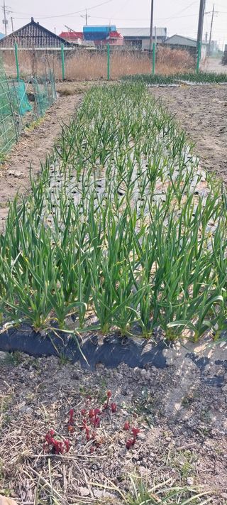 주말 텃밭 농부님의 자유주제 · 자유게시판 작성글 사진