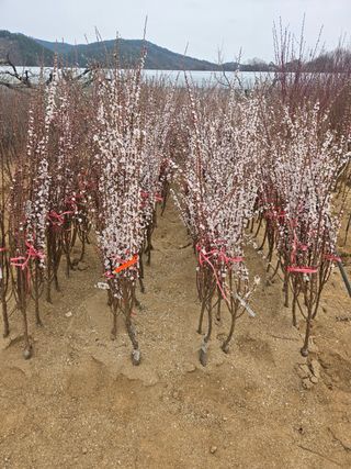 일심묘목농원님의 자유주제 · 자유게시판 작성글 사진