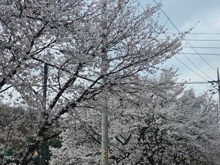 백용기님의 자유주제 · 자유게시판 작성글 사진