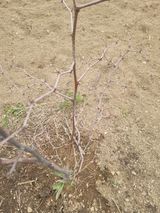 팜모닝 자유주제·자유게시판 게시글 이미지