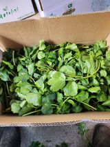 팜모닝 · 게시글 이미지