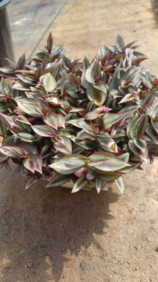 팜모닝회원 김순달 님의 자유주제 · 자유게시판 작성글 사진