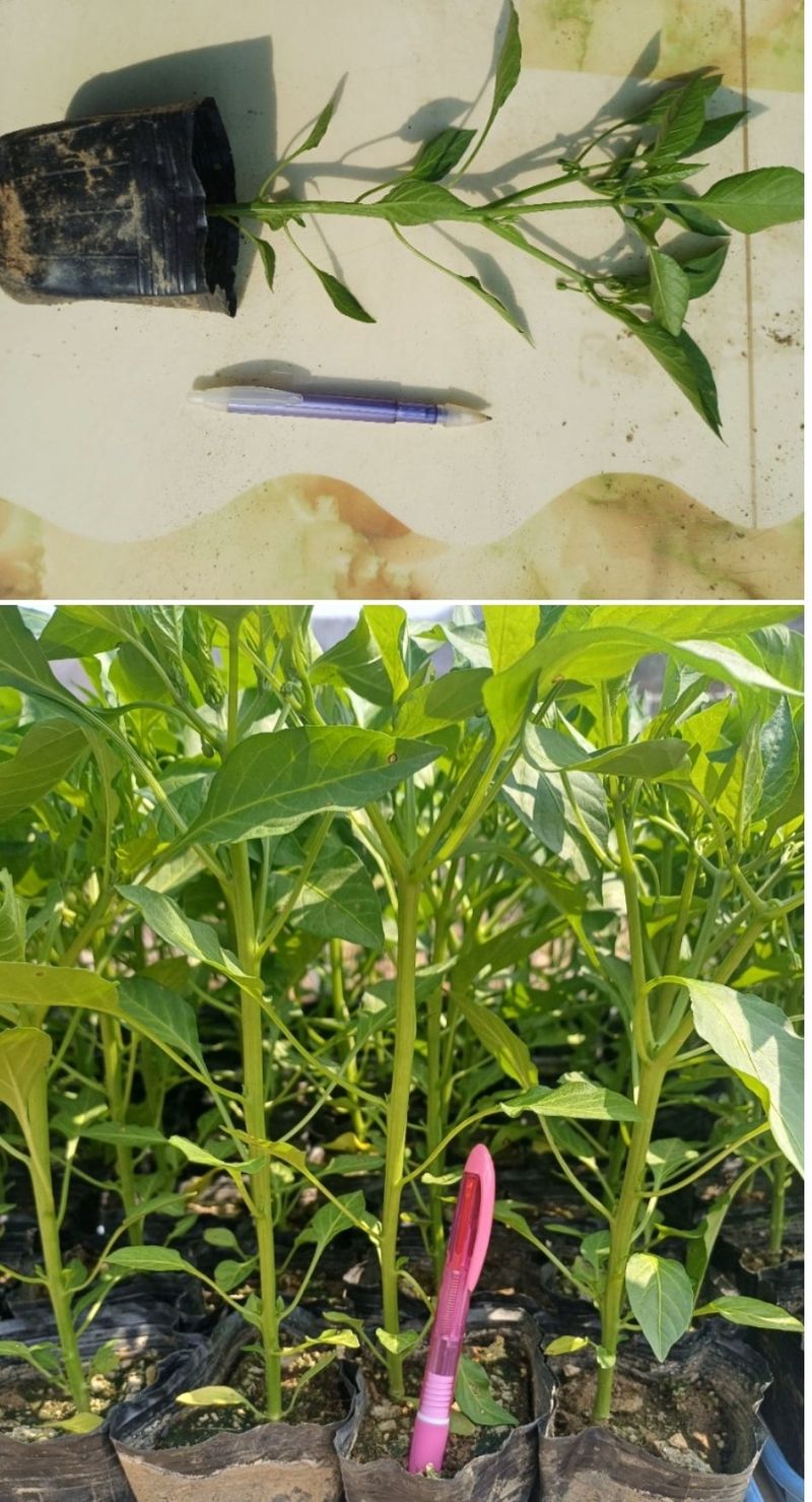 장터 상품 [(마감)미인고추 3판만 큰포트 예약] 썸네일