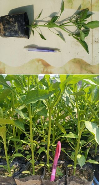 삼성농산님의 작성글 사진