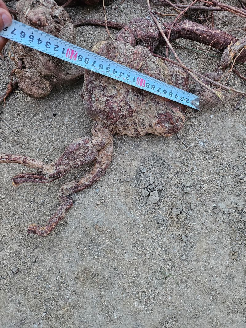 벼7602님의 장터 판매 상품 [자연산 적하수오 판매] 첨부 사진