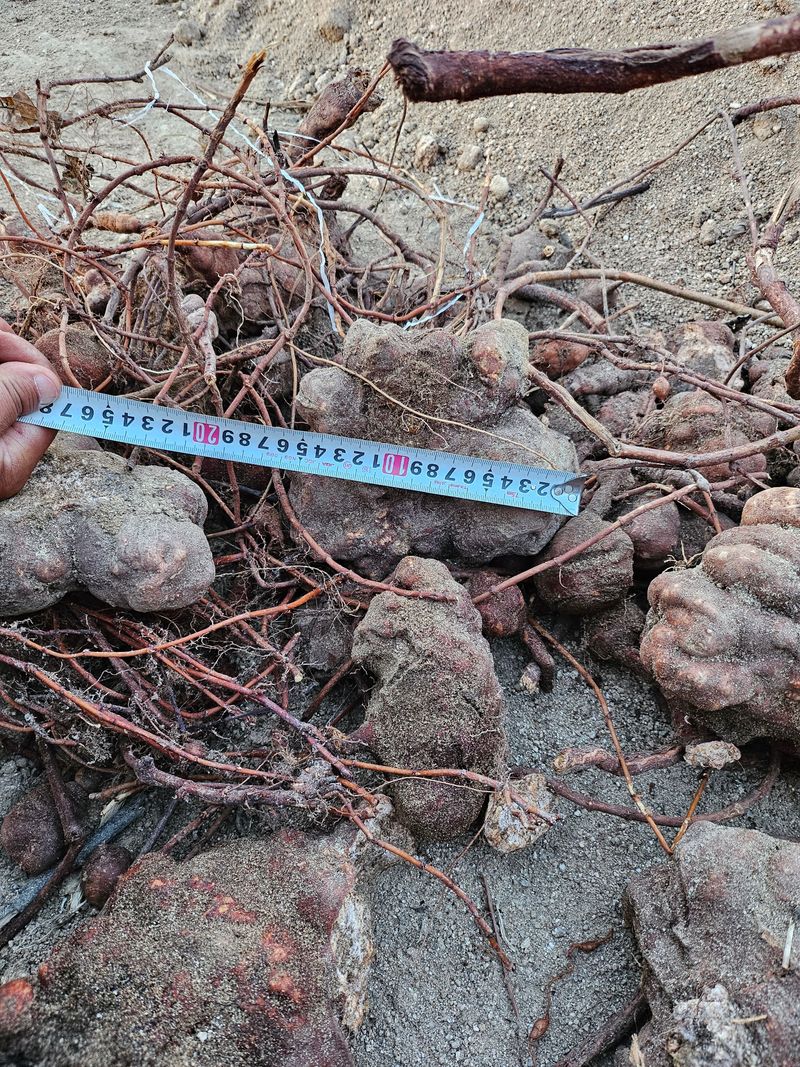 벼7602님의 장터 판매 상품 [자연산 적하수오 판매] 첨부 사진