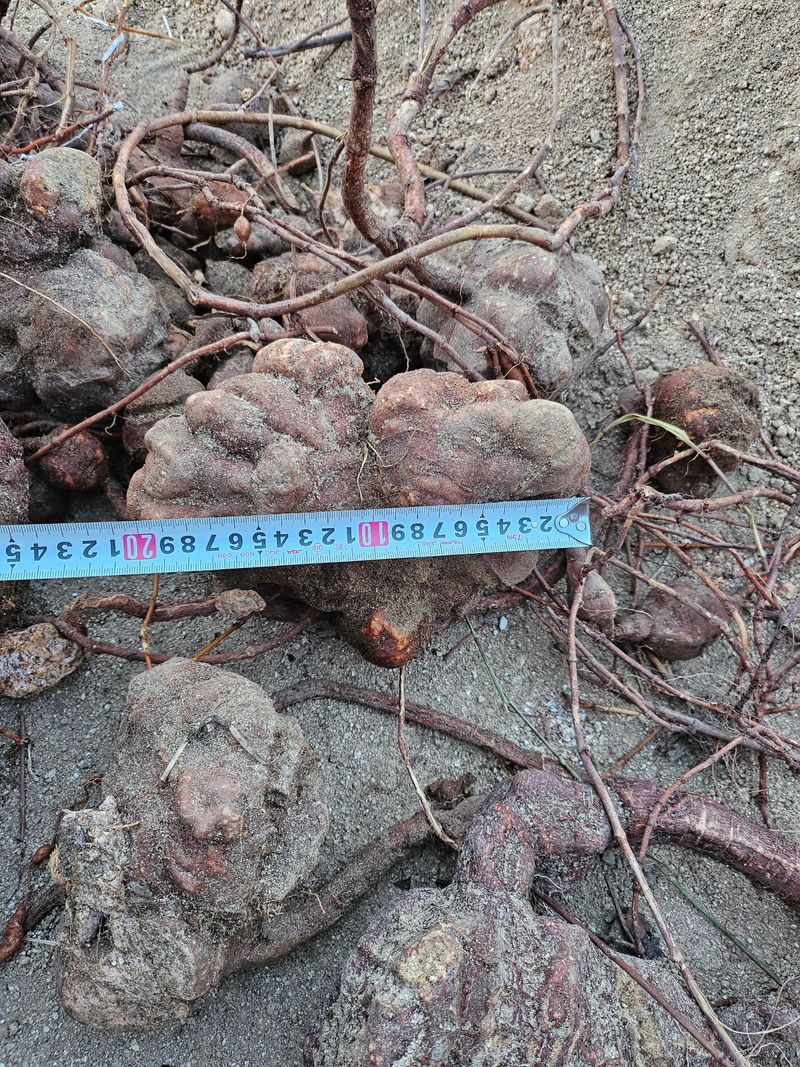 벼7602님의 장터 판매 상품 [자연산 적하수오 판매] 첨부 사진