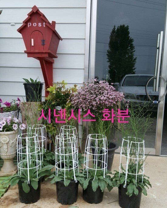 사랑꽃농장님의 장터 판매 상품 [신품종)시넨시스꽃 모종 3종(3개)(월동 가능)] 첨부 사진