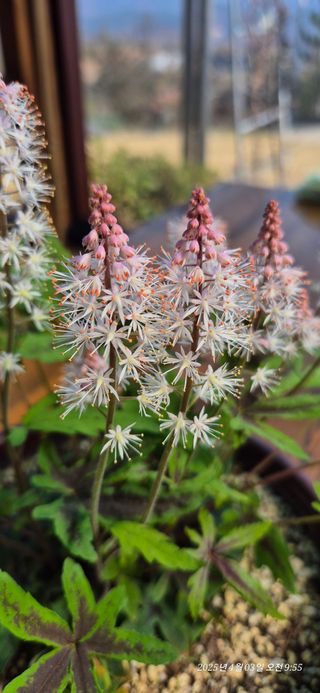 달맛햇복숭아농원님의 자유주제 · 자유게시판 작성글 사진
