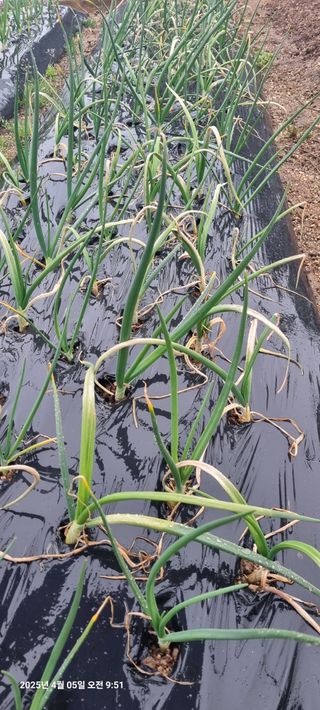 서안3807님의 농사, 무엇이든 물어보세요! · 참여글 작성글 사진