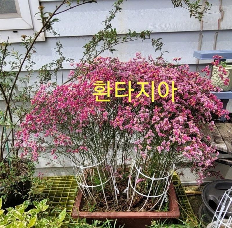 사랑꽃농장님의 장터 판매 상품 [신품종)시넨시스꽃 모종 3종(3개)(월동 가능)] 첨부 사진