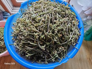 대봉매실 인생이막님의 자유주제 · 자유게시판 작성글 사진