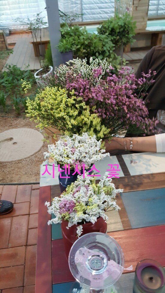 사랑꽃농장님의 장터 판매 상품 [신품종)시넨시스꽃 모종 3종(3개)(월동 가능)] 첨부 사진