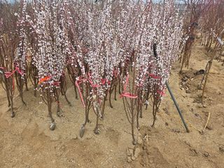 일심묘목농원님의 자유주제 · 자유게시판 작성글 사진