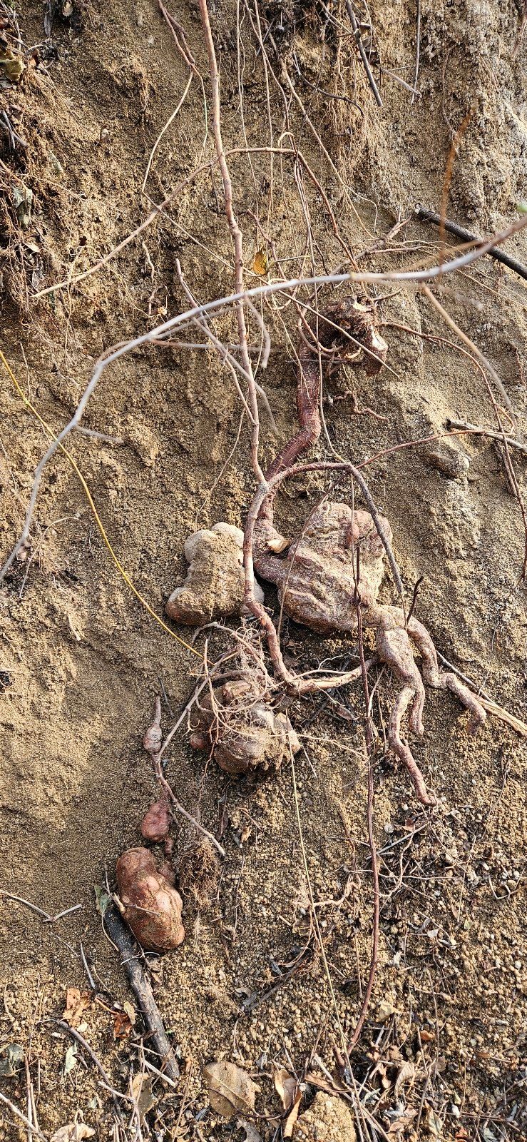 벼7602님의 장터 판매 상품 [자연산 적하수오 판매] 첨부 사진