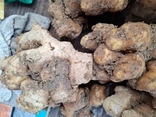 초원에빛님의 기타작물 · 자유게시판 작성글 사진