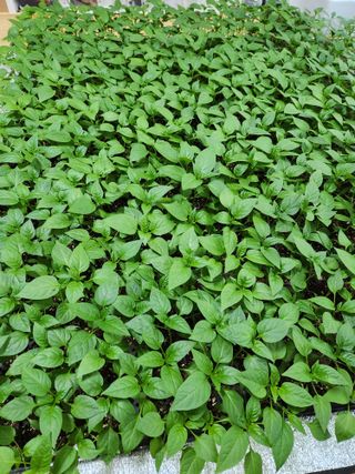 보은 김영순님의 자유주제 · 자유게시판 작성글 사진