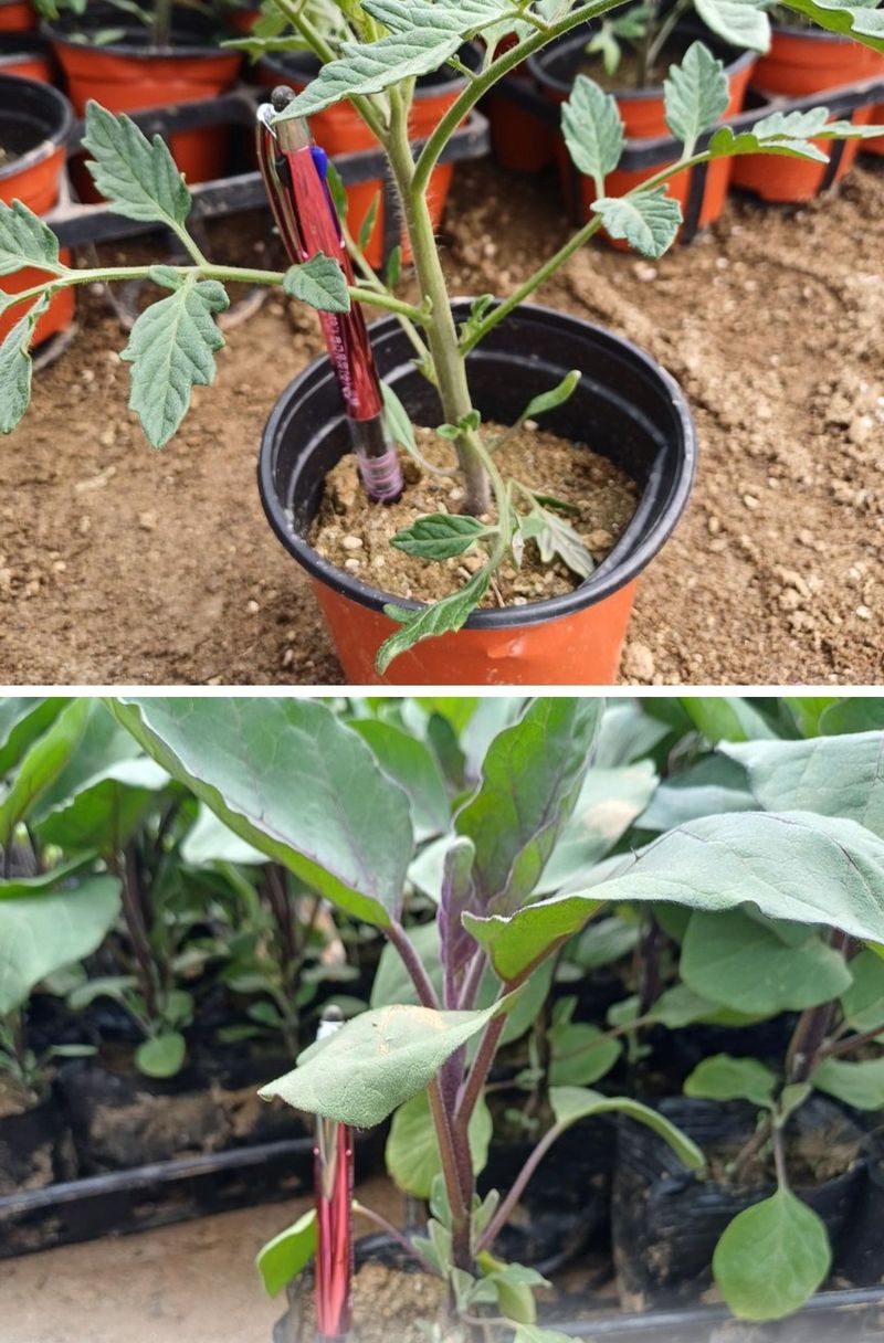 삼성농산님의 장터 판매 상품 [(마감)미인고추 3판만 큰포트 예약] 첨부 사진