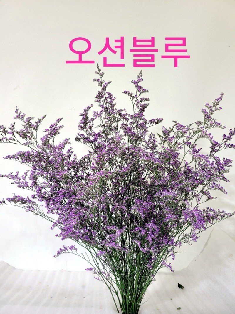 사랑꽃농장님의 장터 판매 상품 [신품종)시넨시스꽃 모종 3종(3개)(월동 가능)] 첨부 사진