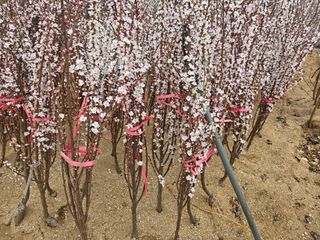 일심묘목농원님의 자유주제 · 자유게시판 작성글 사진