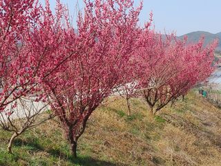 안길원님의 자유주제 · 자유게시판 작성글 사진