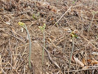 대봉매실 인생이막님의 자유주제 · 자유게시판 작성글 사진