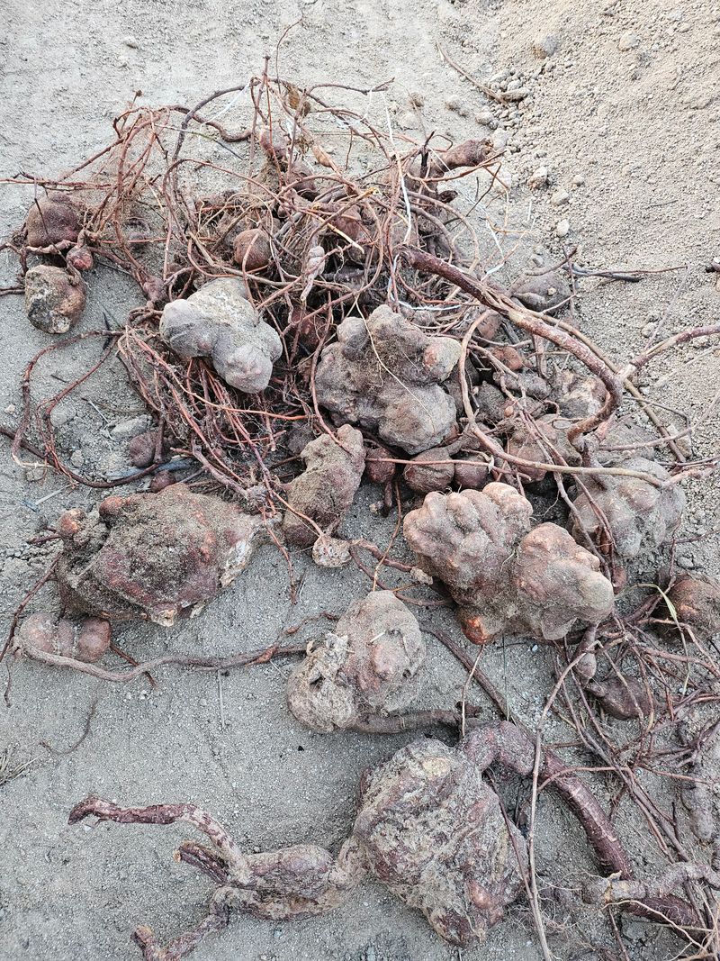 벼7602님의 장터 판매 상품 [자연산 적하수오 판매] 첨부 사진