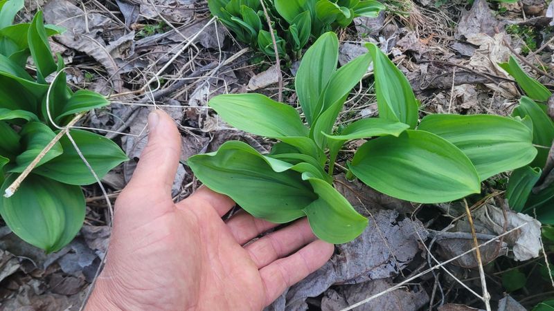 장터 상품 [산마늘(생잎)] 썸네일