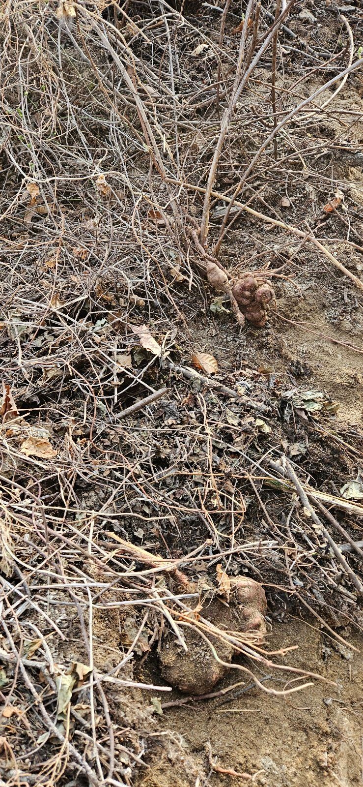 장터 상품 [자연산 적하수오 판매] 썸네일