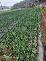 팜모닝 농사, 무엇이든 물어보세요!·참여글 게시글 이미지