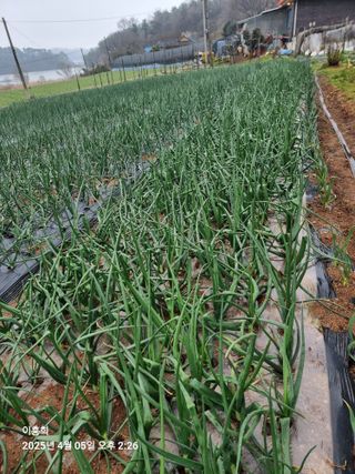 이흥희님의 농사, 무엇이든 물어보세요! · 참여글 작성글 사진