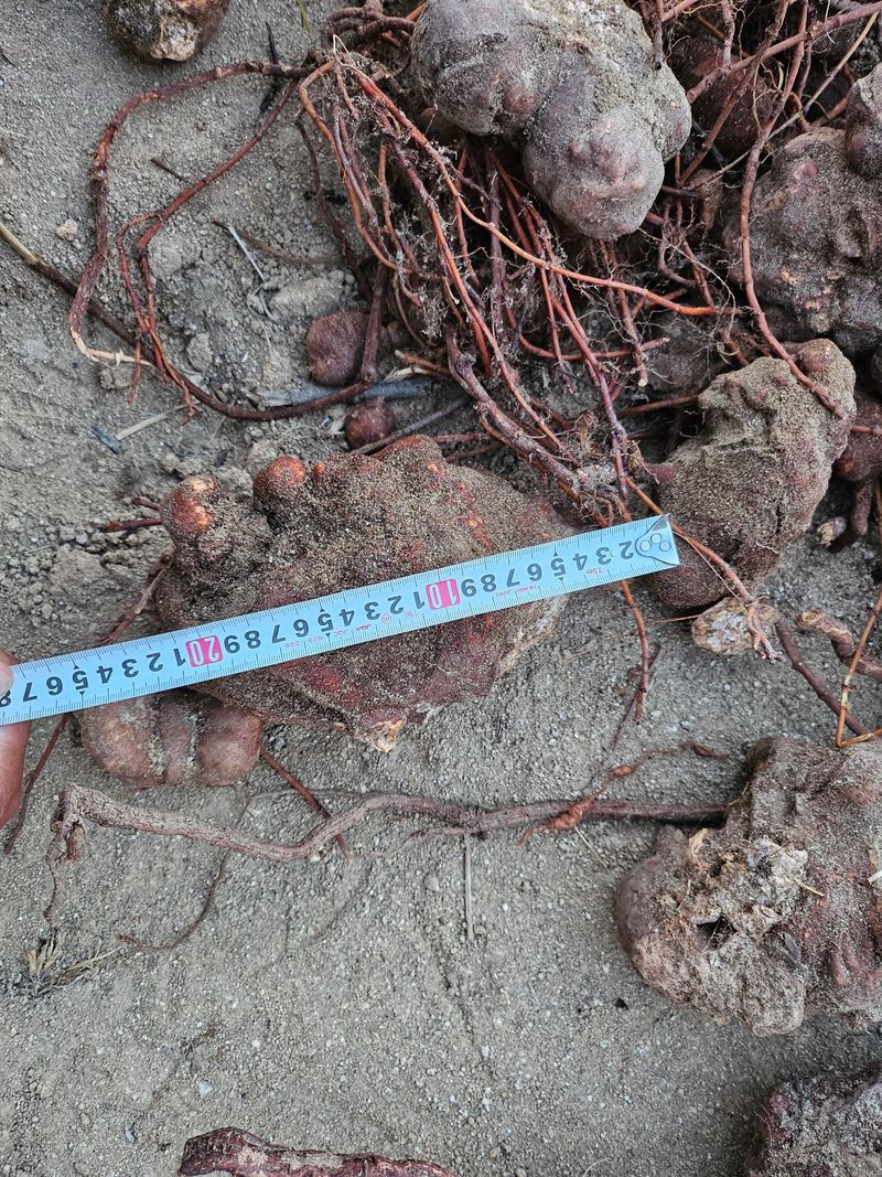 벼7602님의 장터 판매 상품 [자연산 적하수오 판매] 첨부 사진