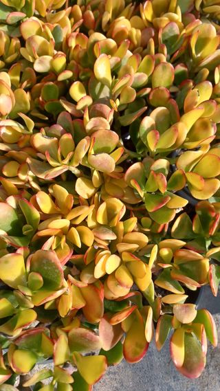 팜모닝회원 김순달 님의 자유주제 · 자유게시판 작성글 사진