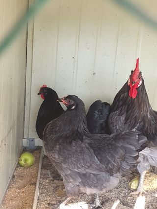 사과짱님의 자유주제 · 자유게시판 작성글 사진