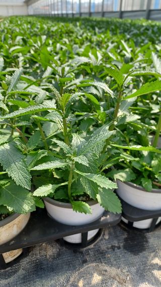 팜모닝회원 김순달 님의 자유주제 · 자유게시판 작성글 사진